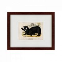 картина: two ursine sloths, or sloth bears, 1830 в Пскове