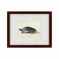 картина: a hand-painted illustration of a burmese roofed turtle, 1873 в Пскове