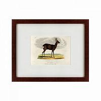 картина: a roebuck, 1830 в Пскове