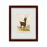 картина: a rusa deer, 1830 в Пскове