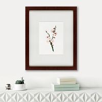 картина: apricot flower (prunus armeniaca), 1832 в Пскове
