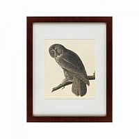картина: great gray owl, 1834 в Пскове