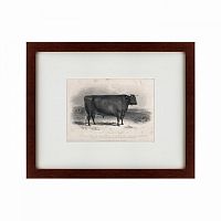 картина: a devon bull, 1849 в Пскове