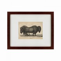 картина: bison, 1828 в Пскове