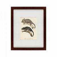 картина: des reptiles, 1705 в Пскове