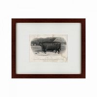 картина: a devon steer, 1869 в Пскове