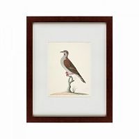 картина: the brown bird в Пскове