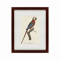 картина: ara macao (scarlet macaw), 1801 в Пскове