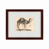 картина: arabian camel, 1809 в Пскове