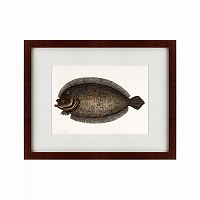 картина: sole fish, 1722 в Пскове