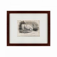 картина: a short horned bull, 1849 в Пскове