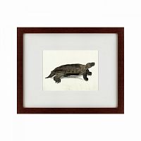 картина: a hand-painted illustration of an arakan forest turtle, 1872 в Пскове