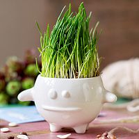 набор для выращивания eco кру в Пскове