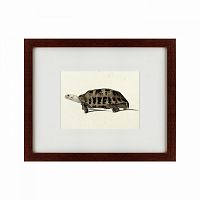 картина: a hand-painted illustration of an elongated tortoise, 1873 в Пскове
