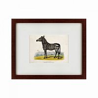 картина: a zebra, 1830 в Пскове