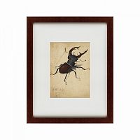 картина: stag beetle, 1505 в Пскове