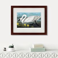 картина: common american swan, 1838 в Пскове