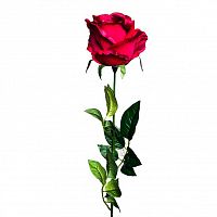 роза бордовая 71 см (24) в Пскове