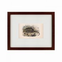 картина: armadillo, 1860 в Пскове