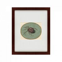 картина: spider, 1690 в Пскове