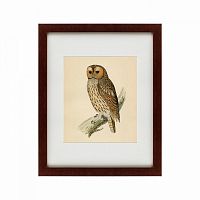 картина: brown owl, 1760 в Пскове