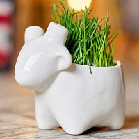 набор для выращивания eco овечка в Пскове