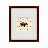 картина: beetle, 1700 в Пскове