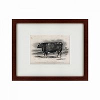 картина: a short horned steer, 1849 в Пскове