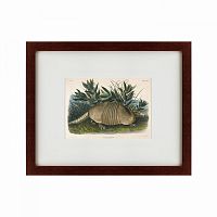 картина: armadillo (dasypus peba), 1848 в Пскове