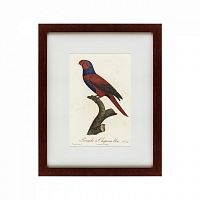 картина: perruche a chaperon bleu, 1801 в Пскове